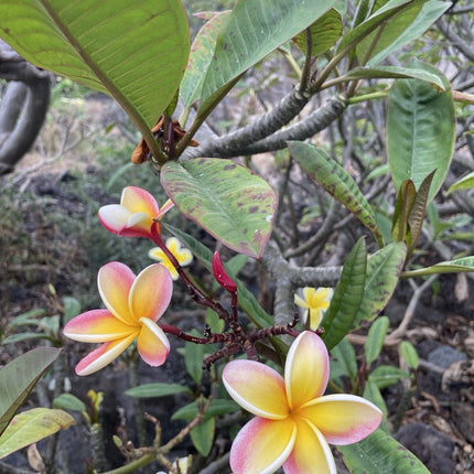 Candy Stripe Original Plumeria Fresh Cutting Double Head 10Inch Unrooted X1