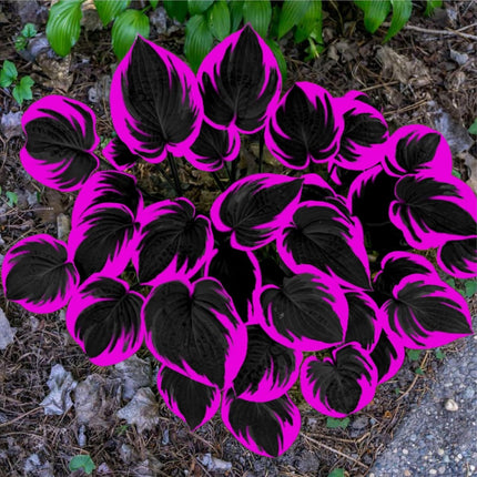 Black Red Hosta Seeds for Planting Grow Easily Hosta Plant Seeds Low Maintenance