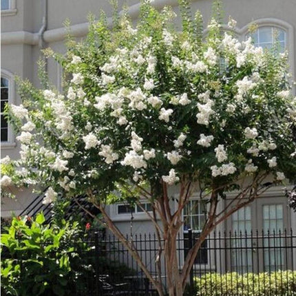 20 EXOTIC CRAPE MYRTLE SEEDS for Garden Flower House Plant Bush USA SELLER USPS