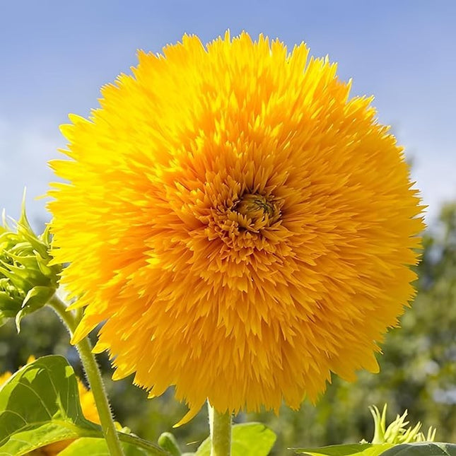 Dwarf Teddy Bear Sunflower Seeds Heirloom Non-Gmo Attracts Pollinators