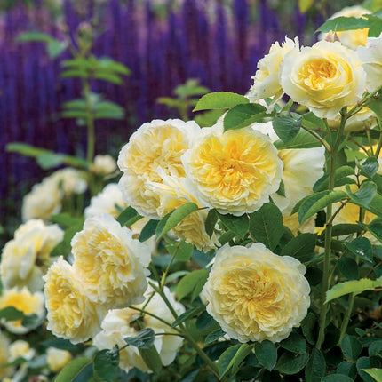 20Pcs Yellow Climbing Rose Seeds - Rare Non-Gmo Heirloom Variety for Your Garden