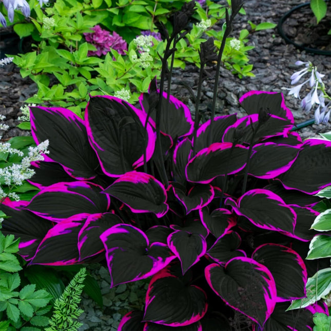 Black Red Hosta Seeds for Planting Grow Easily Hosta Plant Seeds Low Maintenance