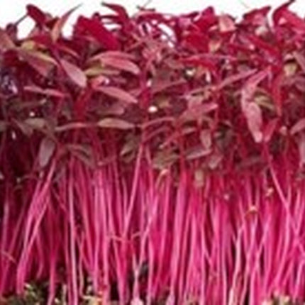 1000+Red Garnet Amaranth Seeds Red Spinach Kiwicha Microgreens Garden Seeds USA