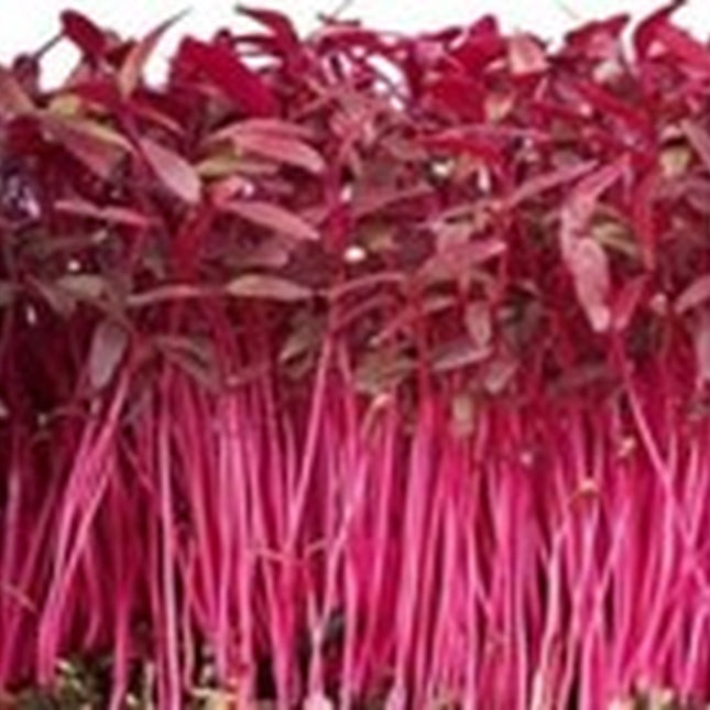 1000+Red Garnet Amaranth Seeds Red Spinach Kiwicha Microgreens Garden Seeds USA