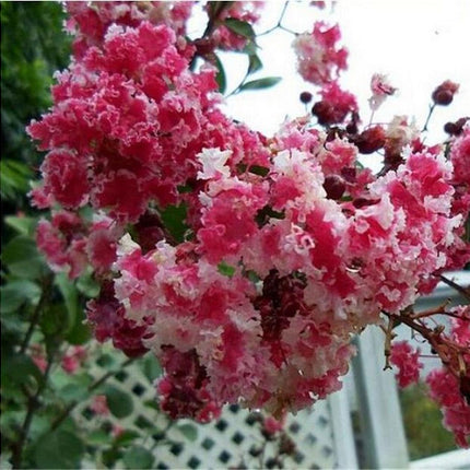 20 EXOTIC CRAPE MYRTLE SEEDS for Garden Flower House Plant Bush USA SELLER USPS
