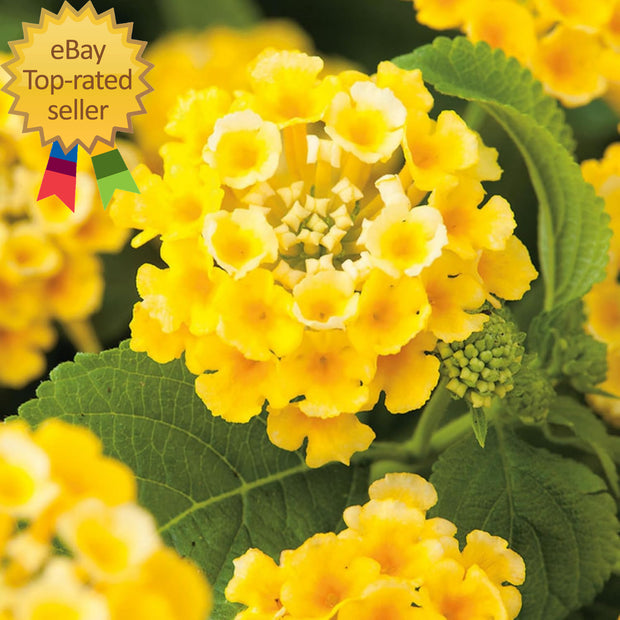 Lantana Flower Seeds for Planting - 300+ Mixed Color Flower Seeds to Plant Great