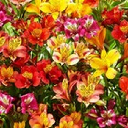 30+ Mixed Alstroemeria Seeds for Planting Outdoors-Peren
