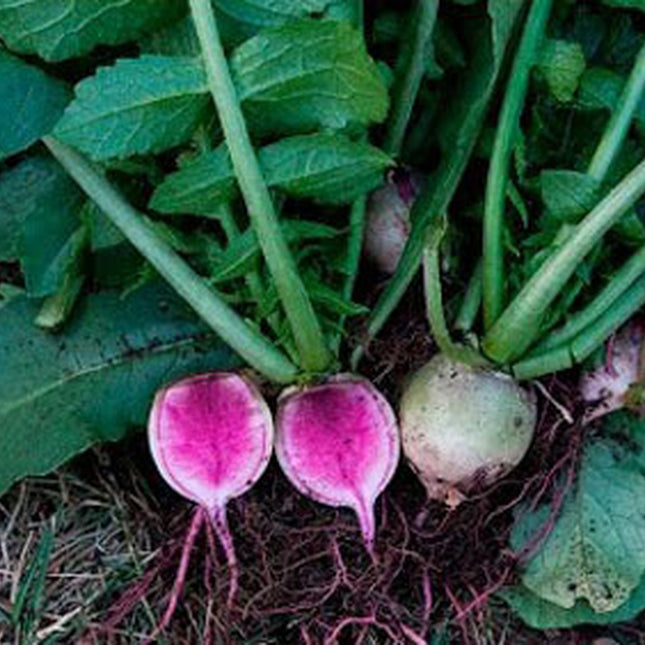 200+ Watermelon Radish Seeds Chinese Red Heart Radish Beauty Heart Heirloom USA