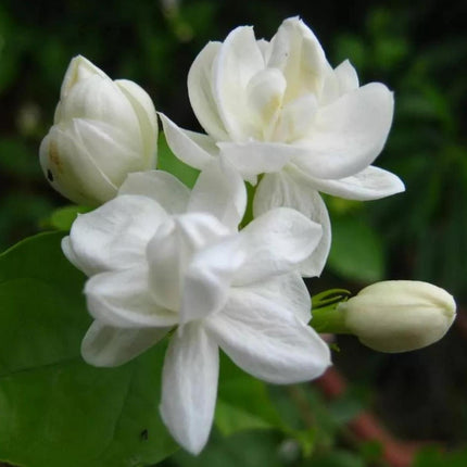 200+ Climbing Jasmine Flower Seeds | Non-Gmo Fragrant Plant Seeds for Garde