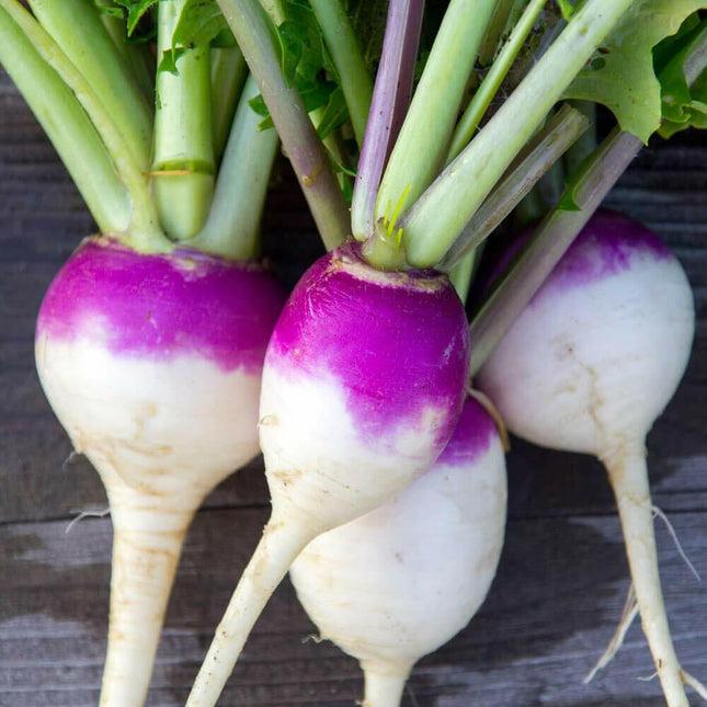 1200+ Turnip Seeds Non-Gmo Vegetable Garden Seeds from USA