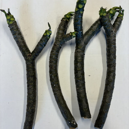 Candy Stripe Original Plumeria Fresh Cutting Double Head 10Inch Unrooted X1