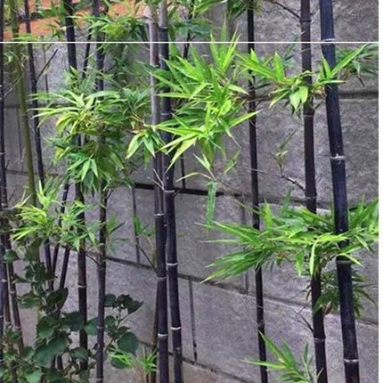 50+Black Bamboo Seeds Bamboo Bonsai Garden Home Decoration Cold Resistance USA