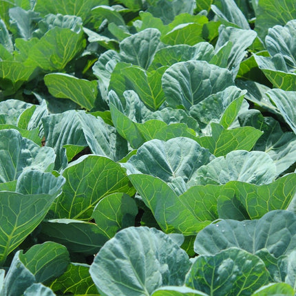 Georgia Southern Collard Heirloom Non GMO Seeds
