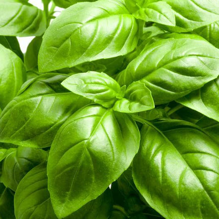 Large Leaf Basil Seeds | Non-Gmo Heirloom Herb Vegetable Garden Seeds