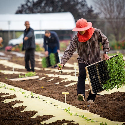 Atlas Vegetable Seeds Survival Garden Kit - over 50,000 Seeds, 29 Varieties