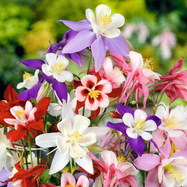 300+ COLUMBINE MCKANA GIANTS SEEDS |Perennial FLOWER Mixed COLORS FREE SHIPPING