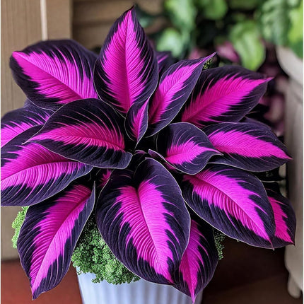 Hosta Seeds - 200 Rare Black Purple Hosta Plants Seeds for Planting Outdoor