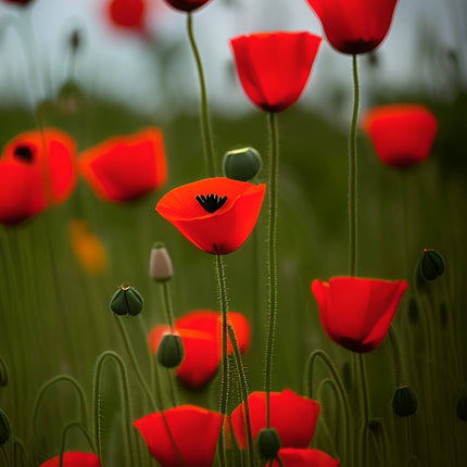 Red Poppy Seeds - Papaver Rhoeas Seeds - Red Corn Poppy Flower Seeds - USA
