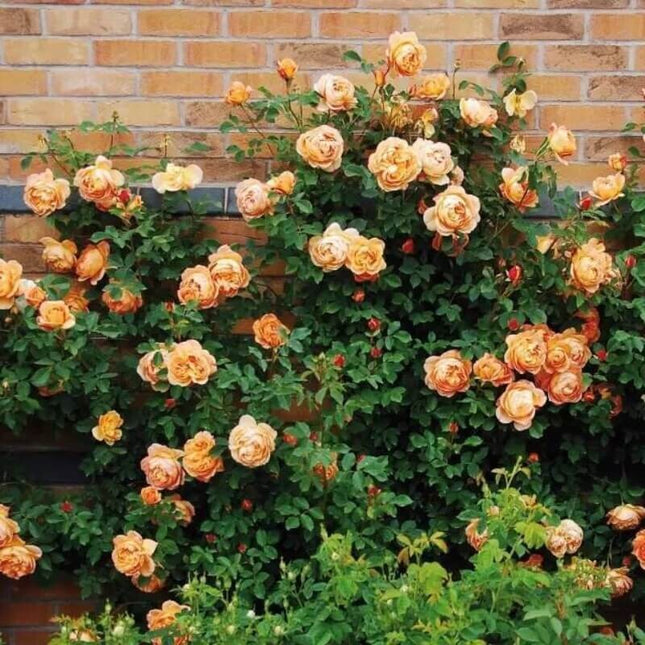 20Pcs Yellow Climbing Rose Seeds - Rare Non-Gmo Heirloom Variety for Your Garden