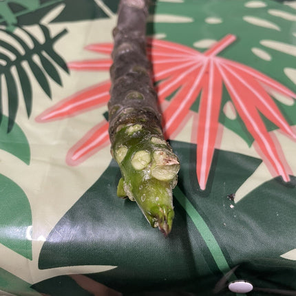 Pink Plumeria Fresh Starter Cutting Single Head 10Inch Unrooted X1