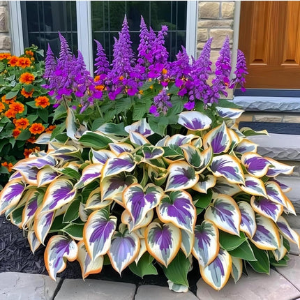 200Pcs Mixed Hosta Seeds for Planting Colorful Hosta Plant Seeds Perennial