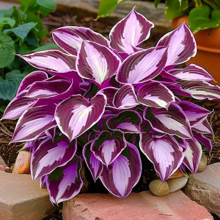 200+ Hosta Seeds Perennial Hosta Seeds for Planting Outdoor Garden Attract