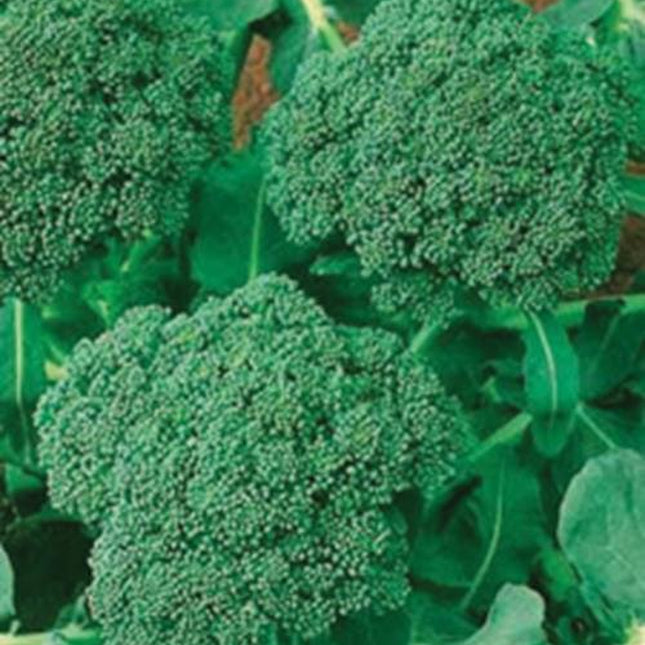 Broccoli Seed, Italian Green Sprouting, (100+ Broccoli Seeds),Non GMO Heirloom