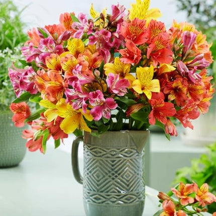 30+ Mixed Alstroemeria Seeds for Planting Outdoors-Peren