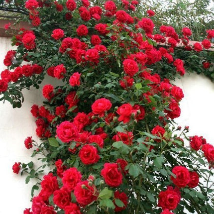 20Pcs Red Climbing Rose Seeds - Rare Non-Gmo Heirloom Variety for Your Garden