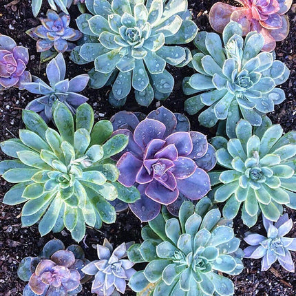 100Pcs Mixed Rare Succulent Seeds, Mult-Color Indoor/Outdoor Plant