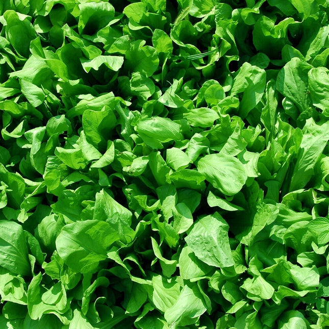 Curled Cress Seeds | Heirloom | Non-Gmo | Fresh Herb Seeds