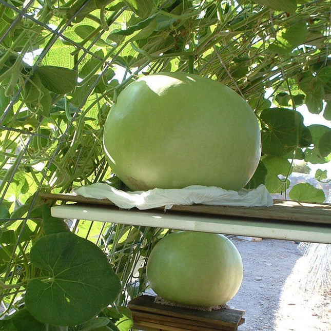 5 + Giant Bushel Gourd Seeds Fruit up to 100 Lbs for Basket Arts&Crafts USA