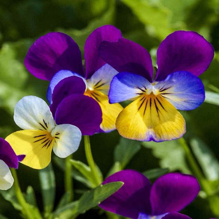 500++ JOHNNY JUMP up SEEDS - VIOLA - FLOWER SEEDS FREE SHIPPING USA
