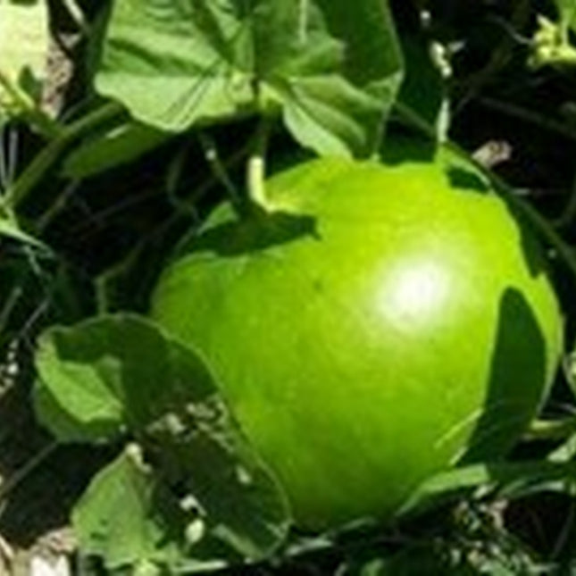 5 + Giant Bushel Gourd Seeds Fruit up to 100 Lbs for Basket Arts&Crafts USA