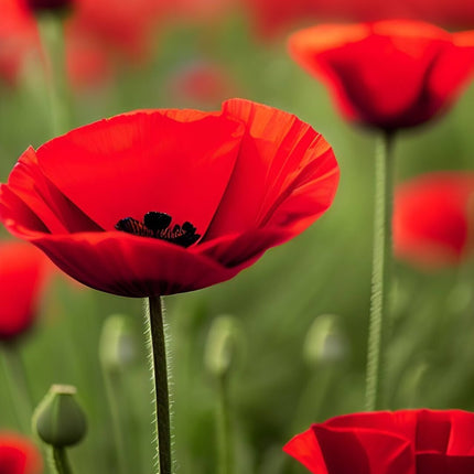 Red Poppy Seeds - Papaver Rhoeas Seeds - Red Corn Poppy Flower Seeds - USA
