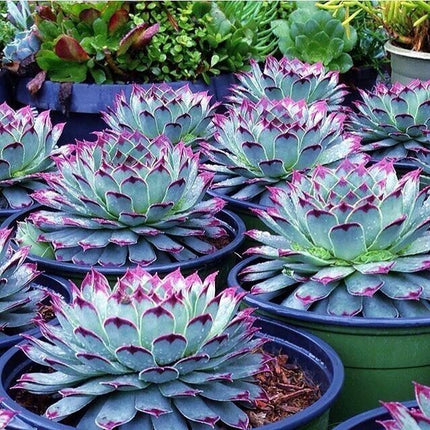 100Pcs Mixed Rare Succulent Seeds, Mult-Color Indoor/Outdoor Plant