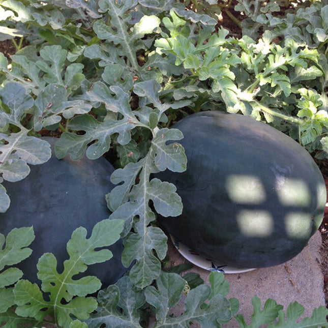 20+Black Diamond Watermelon Seeds Average Fruit WT 30-50Lbs USA