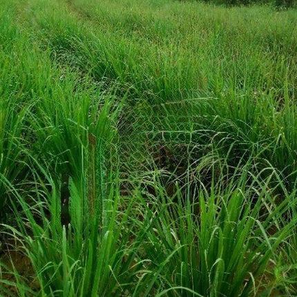 100+Lemongrass Seeds West Indian Culinary Herb Perennial Plant Seeds USA