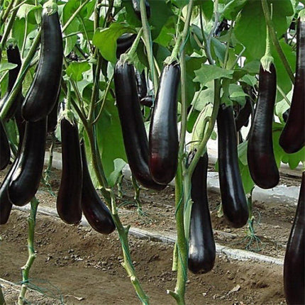 100+Chinese Eggplants Seeds Long Purple Eggplants Aubergine Asian Vegetable USA