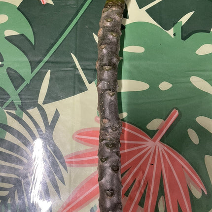 Pink Plumeria Fresh Starter Cutting Single Head 10Inch Unrooted X1