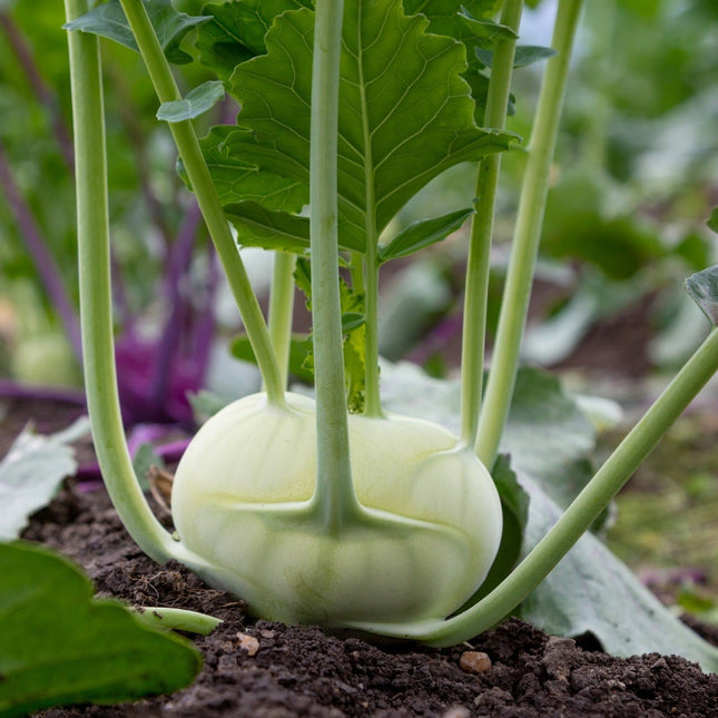 Superschmelz Giant White Kohlrabi Seeds - Heirloom Non-Gmo Seeds