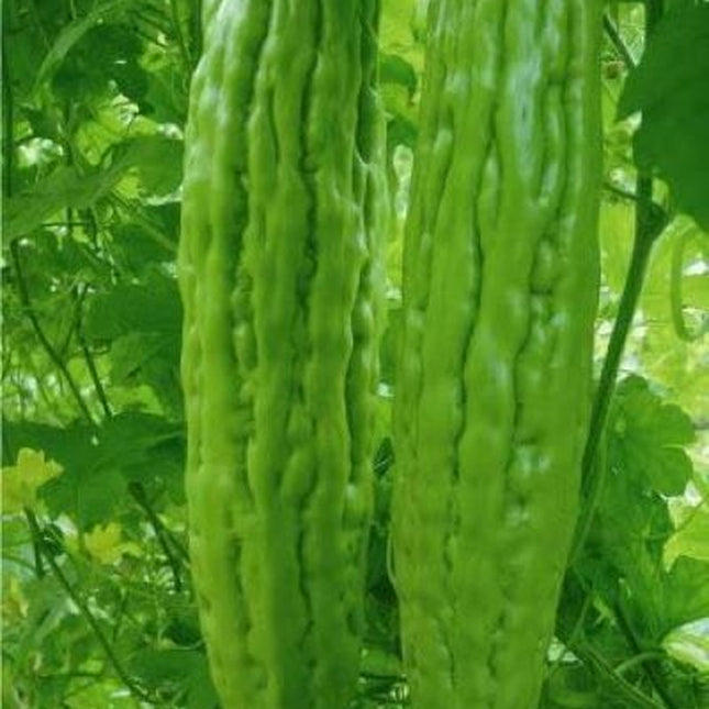 10+Green Skin Long Bitter Gourd Seeds Bitter Melon Seeds Ku Gua Asian Vegetable