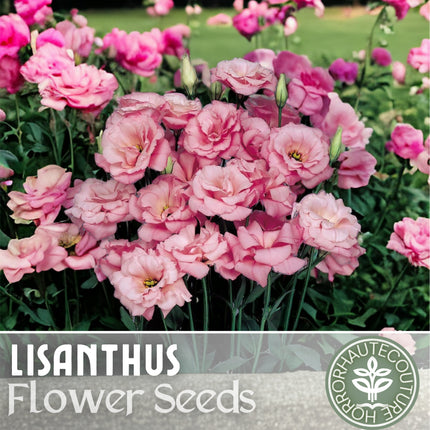 Lisianthus Seeds - 100 Seeds Garden Bloom Flower Seed Flowers Non Gmo Heirloom
