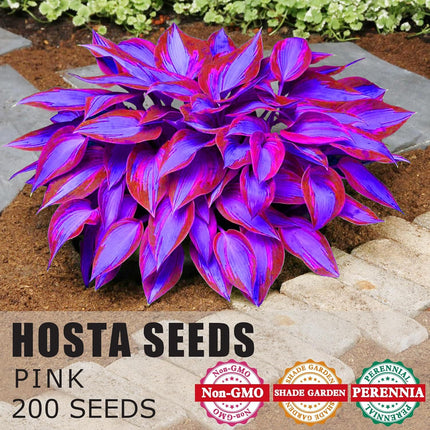 Hosta Seeds Perennial Hosta Plants Grow Easily Rare Blue Purple Hosta Bulb Seeds