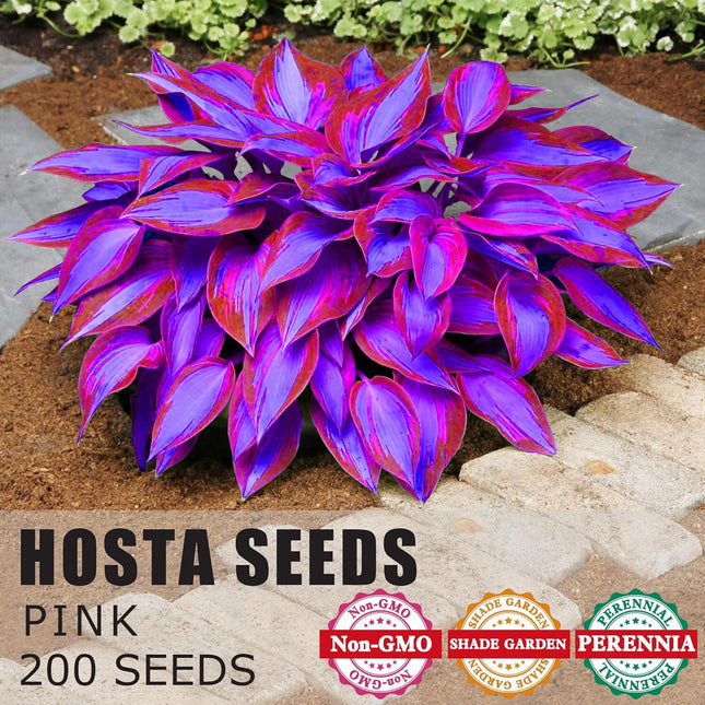 Hosta Seeds Perennial Hosta Plants Grow Easily Rare Blue Purple Hosta Bulb Seeds