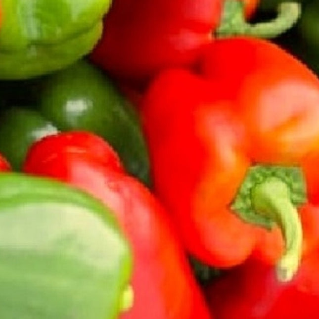 California Wonder Bell Pepper Seeds | NON-GMO Pepper Seeds | Heirloom Seeds