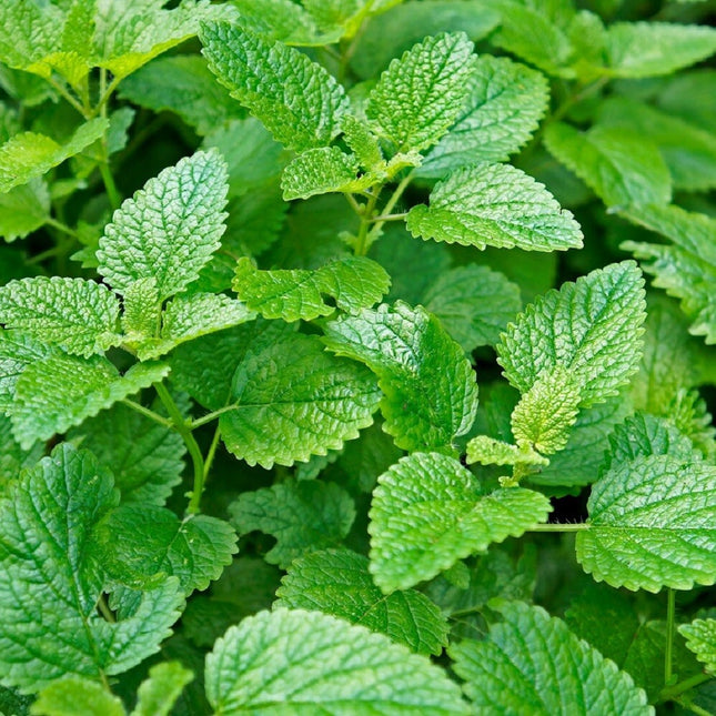 Lemon Mint Seeds | Non-Gmo | Heirloom | Fresh Herb Garden Seeds