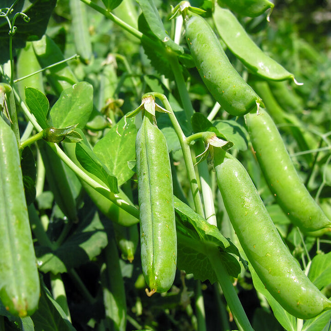 20+Super Sugar Snap Pea Seeds Green Sweet Pea Garden Pea Heirloom Fresh USA