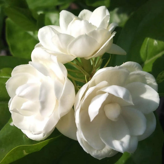 200+ Climbing Jasmine Flower Seeds | Non-Gmo Fragrant Plant Seeds for Garde