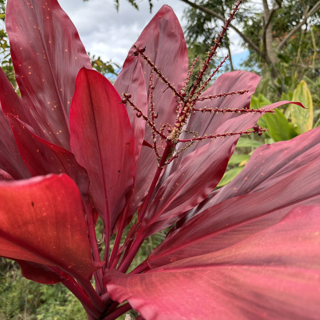 Hawaiian Lilinoe Red Ti Leaf Fresh Cuttings 6Inch Starter Logs X3